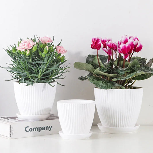 Round Succulent Flower Pot with Tray